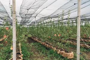 The fruit tree nursery is covered with a protective net photo