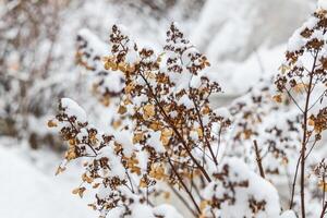 The withered inflorescences of a hydrangea are covered with snow. photo