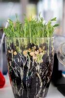 green pea sprouts sprouted in a transparent jar in soil, roots visible photo