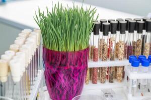 wheat sprouts sprouted in a transparent jar in soil, roots visible photo