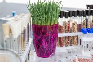 wheat sprouts sprouted in a transparent jar in soil, roots visible photo
