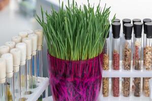 wheat sprouts sprouted in a transparent jar in soil, roots visible photo