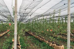 The fruit tree nursery is covered with a protective net photo