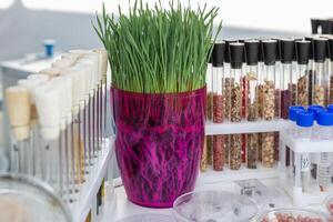 wheat sprouts sprouted in a transparent jar in soil, roots visible photo