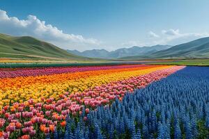 Colorful Spring Bloom in Rolling Countryside with Vibrant Rows of Tulips and Lupines photo