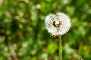 Closeup shot of a dandelion on the blurry background photo