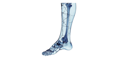 Human ankle x-ray image showing bones and joints isolated on transparent background png
