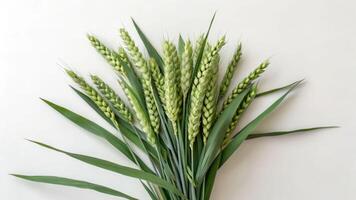 Wheat seed bouquet nature high angle close-up view green environment freshness and growth concept photo