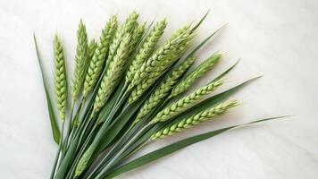 Close-up view of immature wheat seeds natural environment high angle perspective photo