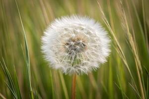 Nature's fragile beauty close-up view of a dandelion clock symbolizing death in a vibrant field photo