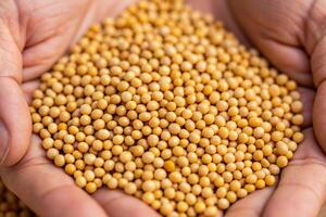 Close-up view of a person's hand holding seeds nature setting organic content hands-on perspective seed growth concept photo