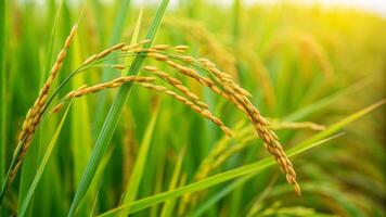 Harvesting golden rice seeds close-up view of a paddy field in nature capturing growth and abundance photo