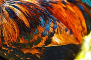 Vibrant feathers of a colorful bird showcasing magenta, blue, and orange patterns in a lush environment photo