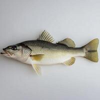 A large freshwater fish rests on a plain background, highlighting its unique patterns and colors photo