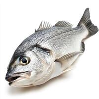 A silver fish with detailed scales and a prominent mouth lies on a white surface, ready for preparation photo