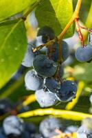 Oregon grape showing ripe berries covered in dew drops in sunlight photo