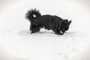 Small black long haired chihuahua dog playing and digging in snow photo