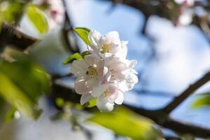 Apple tree blossoming in spring with white flowers and green leaves photo