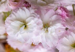 Capturing the delicate beauty of cherry blossoms and buds, revealing the enchanting essence of springtime in vibrant pink and white hues photo