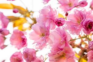 Pink flowers blooming on a cherry tree in spring photo