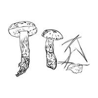 composition of autumn mushrooms, leaves and pine needles, hand drawn with a liner. Set for your design vector