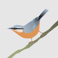 An illustration of a nuthatch. The bird is sitting on a diagonal branch with his tail in the air. vector