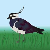 An illustration of a Northern lapwing. The bird is walking in a field with grass. vector