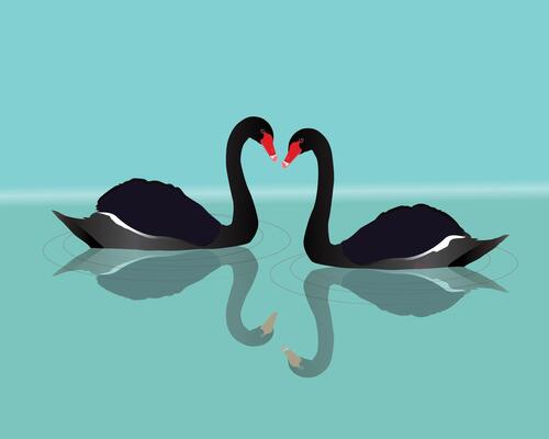 An illustration of a two black swans swimming in the water. You can see the reflection of the big black birds in the water. Waves are visualized with grey thin circles.