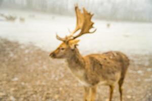 Portrait of a red deer and a beautiful foggy winter forest landscape. Czech photo