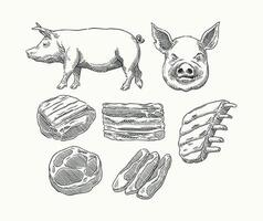 Detailed vintage-style illustration of a pork butcher chart, featuring various cuts from a pig vector