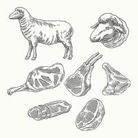 A hand-drawn vintage engraving of a lamb butcher chart, showcasing various cuts of lamb meat vector
