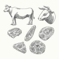 Hand-drawn vintage-style illustration featuring a detailed beef butcher chart, showcasing various meat cuts from a cow vector
