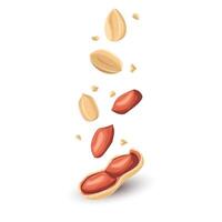 Peanuts in shell. For design projects, food packaging, advertising vector