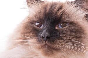Cat of the Neva Masquerade breed isolated on a white background. The cat is beige with brown. photo