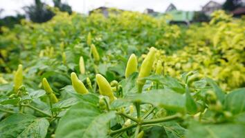 a plant with yellow peppers growing in the field photo