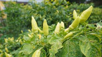 a plant with many yellow peppers growing on it photo