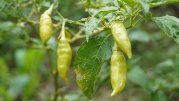 a plant with several green peppers hanging from it photo