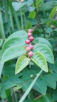 a plant with red berries on it photo