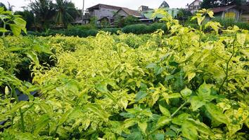 a field of yellow chilli plants with green leaves photo