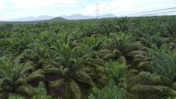 View a huge area of Agricultural industry palm oil tree plantation aerial view with high voltage power line. The green and vast tropical rain forest photo