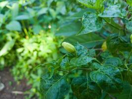 close up of chili still on the tree - background photo