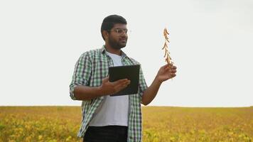 Indian Farmer with Tablet in Soybean Field video