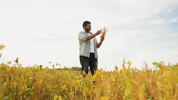 Indian Farmer Inspecting Soybean Plants in the Field video