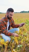 Farmer Using Tablet in a Soybean Field video
