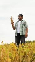 Indian Farmer Inspecting Soybean Plants in the Field video