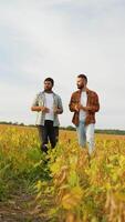 Farmers Walking Together in a Soybean Field video