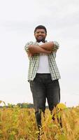 Indian farmer stands in a soybean field with crossing hands video