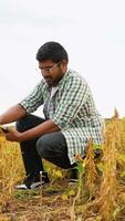 Indian farmer crouches in a golden soybean field, using a tablet to examine plants and record data video