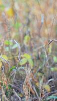 A close-up view of a ripe soybean field with golden pods and vibrant foliage in the autumn season video