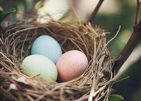 A bird s nest with three pastel-colored eggs inside with blure background photo